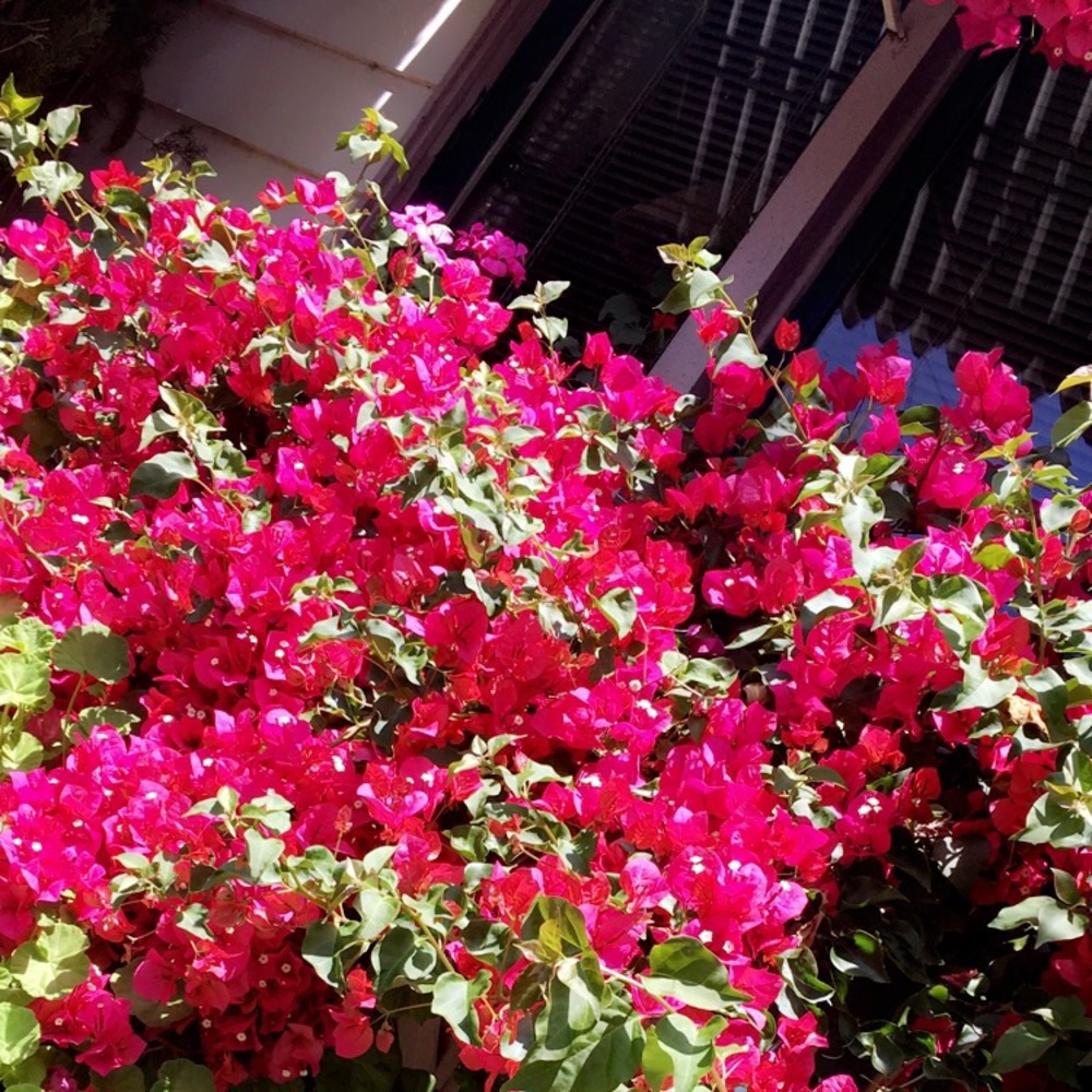 Meet your Posher, Rosa